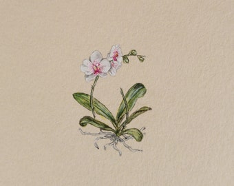 Original hand painted Vintage Orchid, Botanical illustration, gift for plant lover