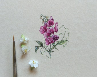 Miniature illustration with Sweet pea,  Botanical original watercolor, cottage chic wall decor, plant lover gift