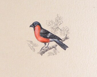 Original Miniaturmalerei mit Vintage Vögel Kohlmeise, Pyrrhula Illustration, Vintage Zuhause, Geschenk für Vogelliebhaber