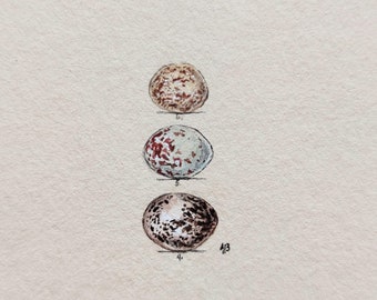 Ilustración pintada a mano con huevos de pájaro, diminutos huevos en miniatura de acuarela, pequeño regalo para amante de las aves, mejor regalo para casa nueva, estilo vintage