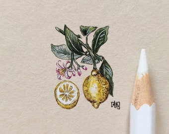 Botanical illustration with lemon fruit, miniature original food artwork, small gift for friends, watercolor framed wall decoration