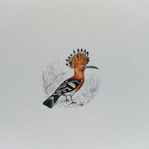 Illustrazione vintage con uccelli Upupa, uccello della storia naturale, idee regalo uniche, decorazione murale immagine 5