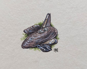 Muscheln, Original Miniatur Aquarell mit Austern, Geschenk für Meer Liebhaber, maritime Wanddekoration, Naturgeschichte Illustration