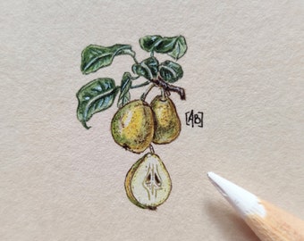 Botanical watercolor with Pears, miniature hand painted illustration, decoration vintage kitchen