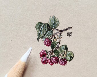 Peinture miniature botanique framboise - cadeau forêt unique ! Illustration botanique peinte à la main avec des framboises, oeuvre d'art d'histoire naturelle