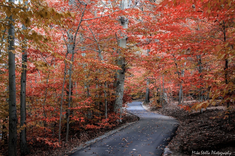 Wooded Path.. Fall in NJ Autumn Nature New Jersey Fine Etsy