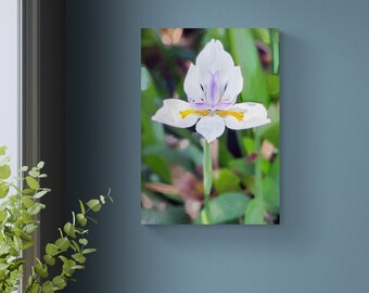 White iris downloadable art print
