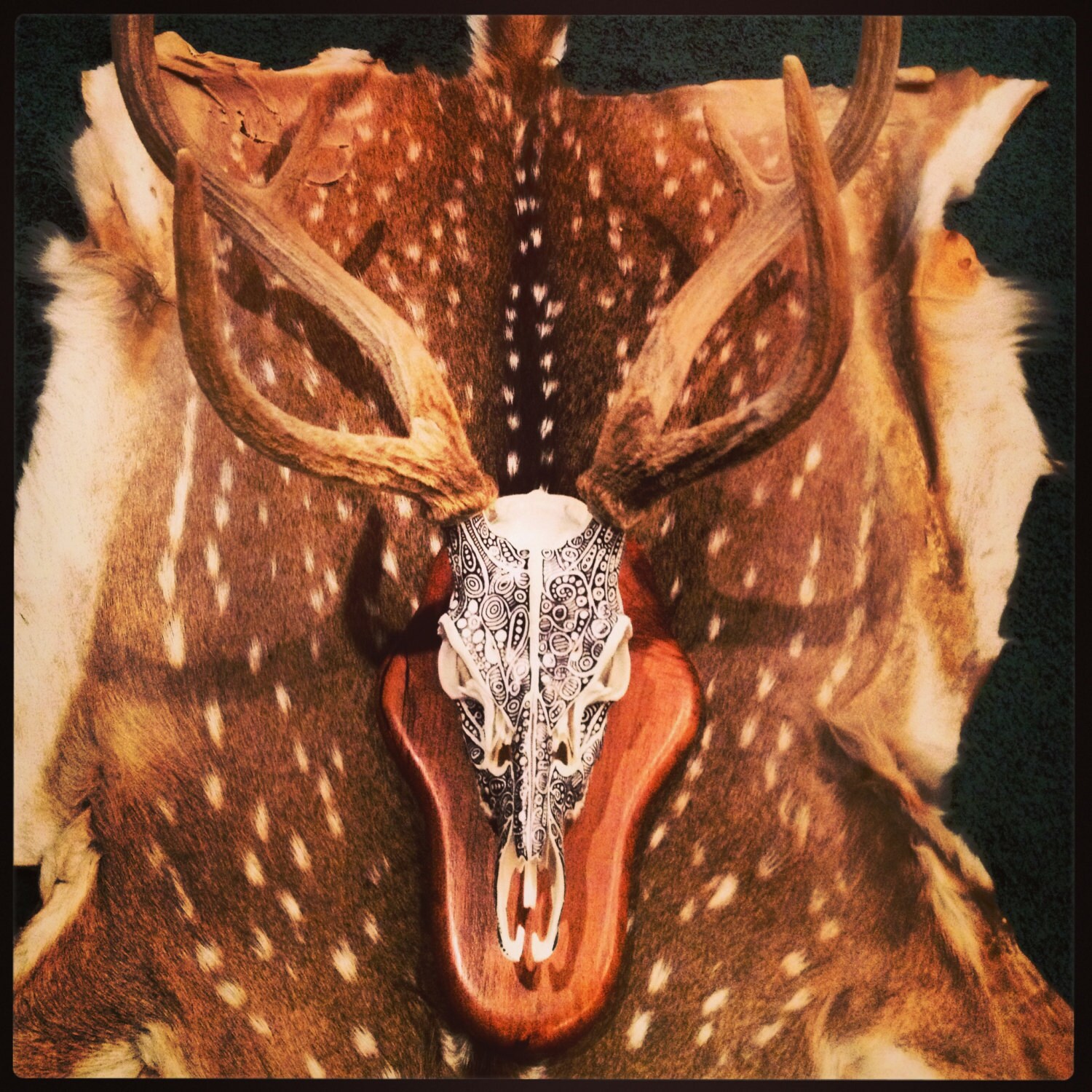 CUSTOM ORDER Hand Inked Painted Axis Deer Buck Skull Bone Etsy