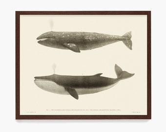 California Grey Whale Art Print, Fin Back Whale Poster, Oceanic Art, Nautical Wall Art, Beach House Decor, Whales Print