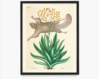Flying Squirrel Drawing, Squirrel Art, Naturalist Illustration, Naturalist Wall Art
