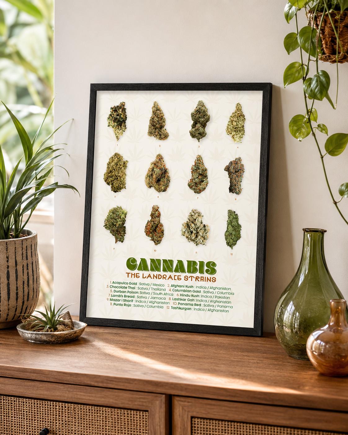 Landrace Cannabis Strains Poster, Botanical Print - Etsy