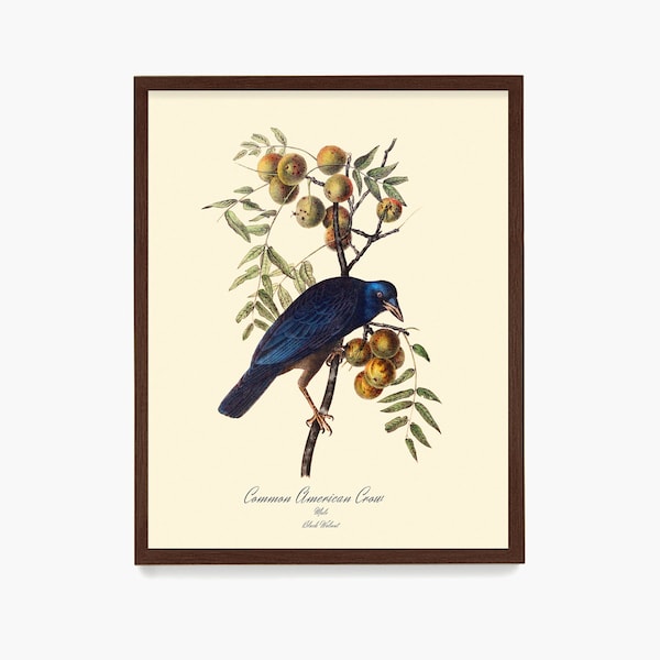 Audubon Crow Wall Art Print, Ornithological Poster, Naturalist Drawing, Bird Watcher Gift, Housewarming Art