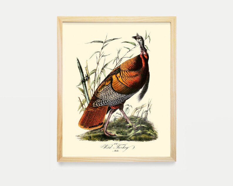Turkey Wild Turkey Poster Audubon Art John James Audubon Etsy