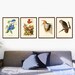 Audubon Bird Wall Art, Bird Poster, Ornithology Decor, Audubon Print ...
