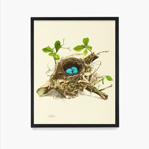 Impresión de Audubon sobre nido de zorzal de bosque, arte mural de Audubon, póster de aves de Audubon, decoración de aves