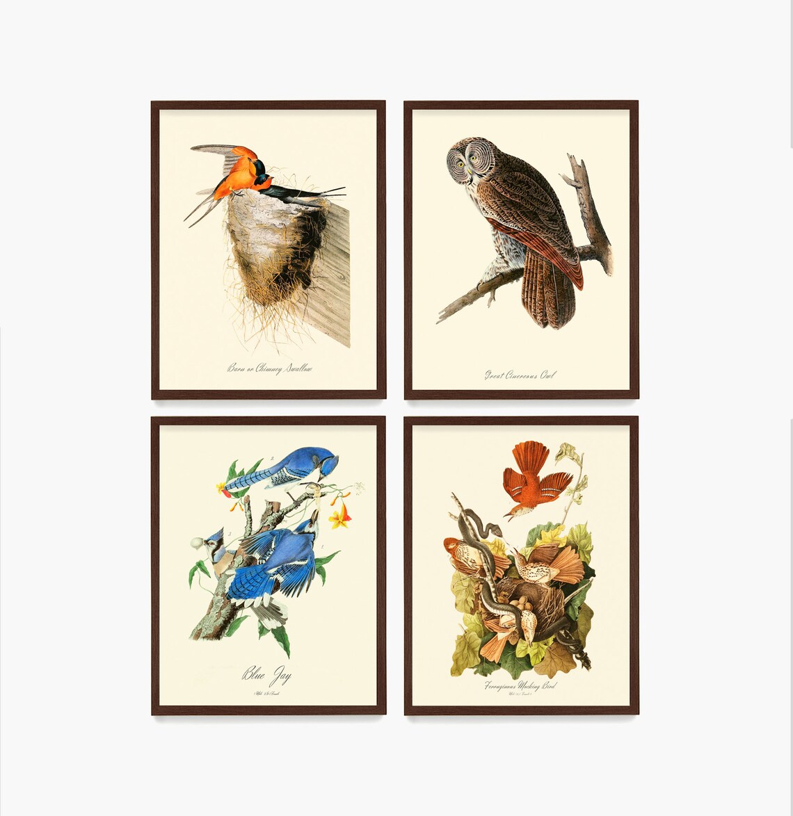 Audubon Bird Wall Art Bird Poster Ornithology Decor Audubon - Etsy