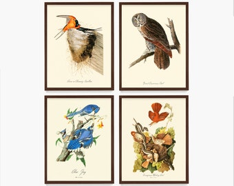 Audubon Bird Wall Art, Affiche d’oiseau, Décor d’ornithologie, Impression Audubon, Cadeau d’observateur d’oiseaux, Observation d’oiseaux, Illustration naturaliste