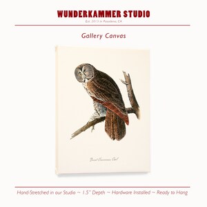 Audubon Bird Wall Art, Bird Poster, Ornithology Decor, Audubon Print ...