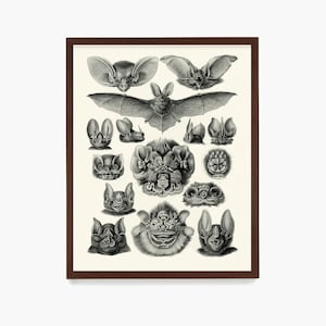 Ernst Haeckel Bats Art Print: Vintage Gothic Wall Decor