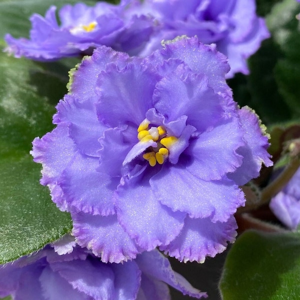 African Violet 'Sky Azure' EK-Nebesnaia Lazur