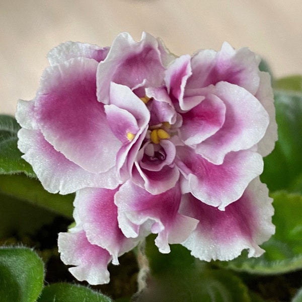 African Violet 'Duchess' RS-Gertsoginia