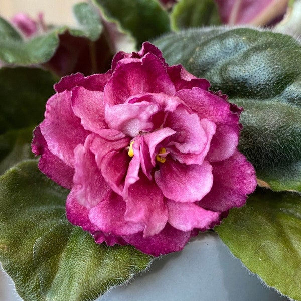 African Violet 'Frosty Cherry'