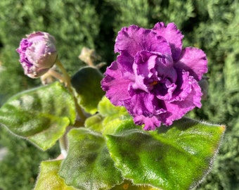 African Violet 'Paradise Lost'