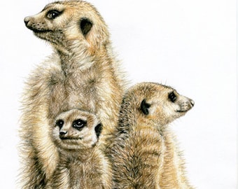 The Meerkats - Fine Art Print