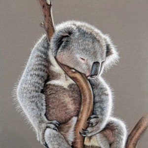 Koala Sleep Fine Art Print image 1