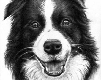 Border Collie Portrait - Kunstdruck schöne Hundezeichnung lachender Border Collie