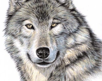 The Wolf - Fine Art Print beautyful drawing by Artist