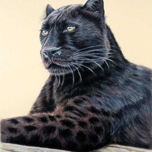 Panther Jaguar - Kunstdruck, naturnahe Zeichnung Panther Raubkatze