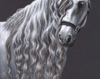 Andalusian Horse - Fine Art Print