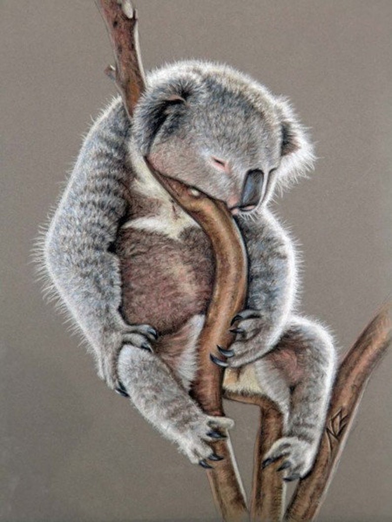 Koala Sleep Fine Art Print image 1