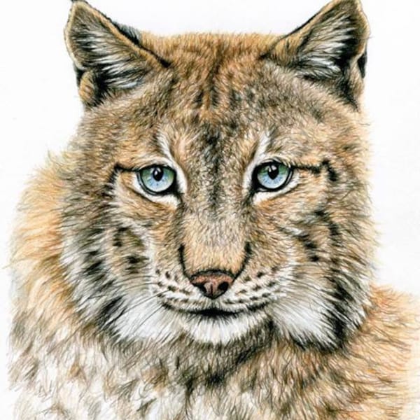 Der Luchs - Kunstdruck feine Zeichnung Wildkatze Luchs