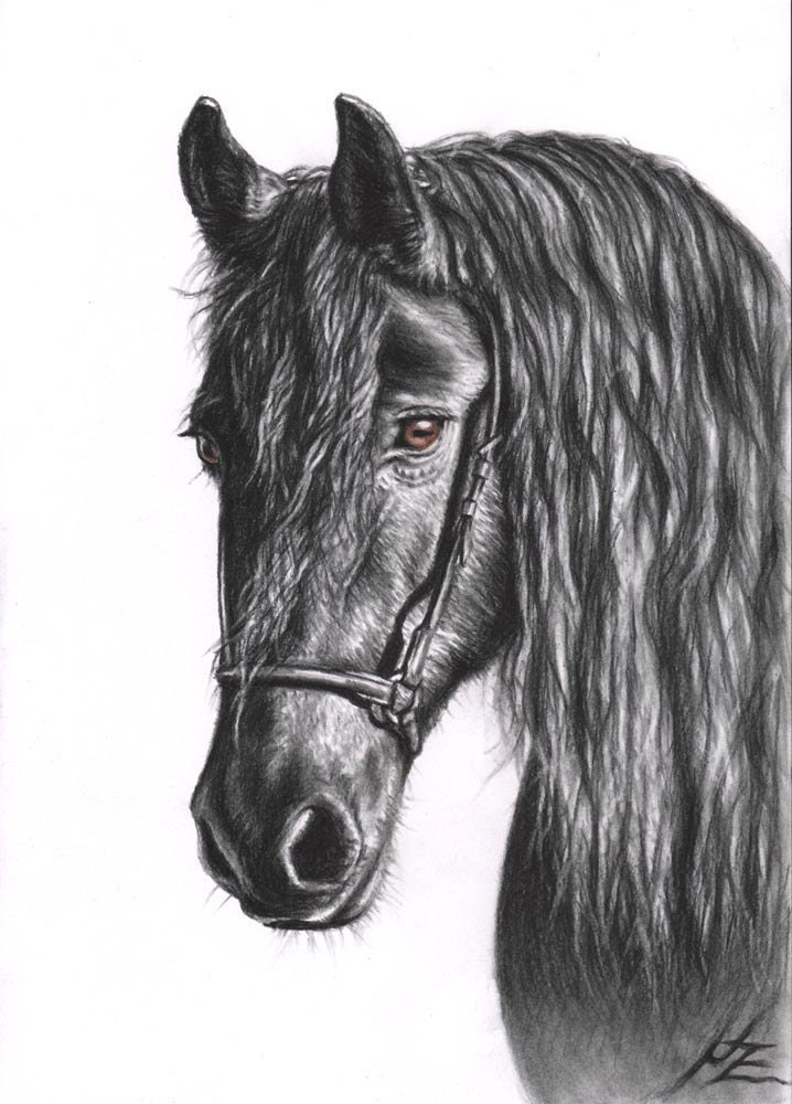 Friesian Horse Fine Art Print Etsy Ireland
