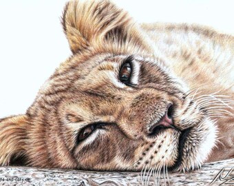 Tired Young Lion - Fine Art Print