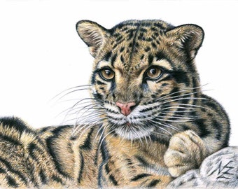 Nebelparder - Clouded Leopard - wundervolle Zeichnung als Kunstdruck