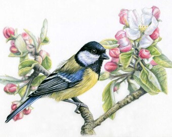 Die Kohlmeise im Frühling - wunderschöne Vogel Zeichnung als hochwertiger Kunstdruck