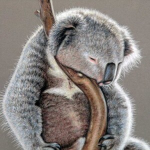 Koala Sleep Fine Art Print image 2