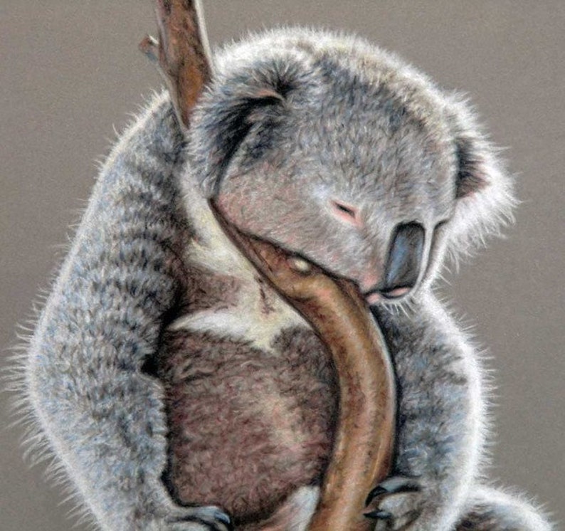 Koala Sleep Fine Art Print image 2