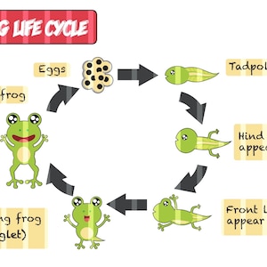 Frog Lifecycle Printable PDF - Personal Use