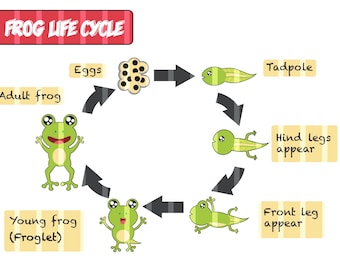 Frog Lifecycle Printable PDF - Personal Use