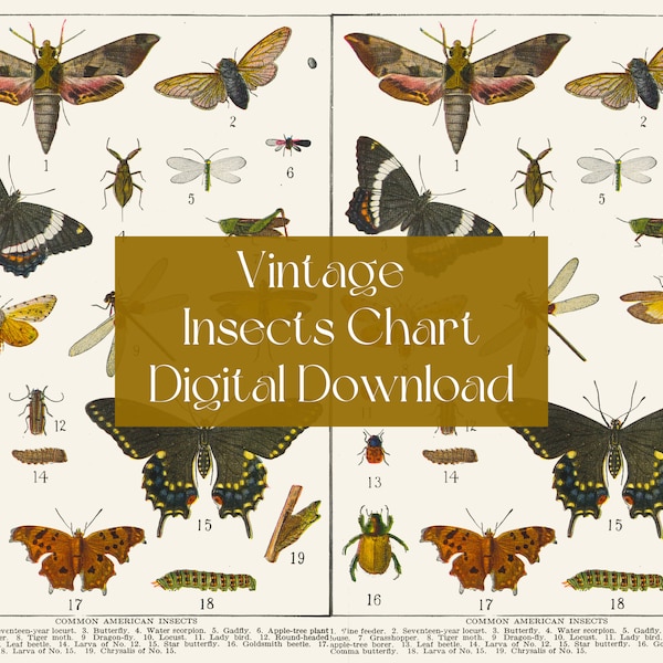 Vintage Common Insects of North America Illustrations - from 1919 - DIGITAL DOWNLOAD for Scrapbooking and Crafts