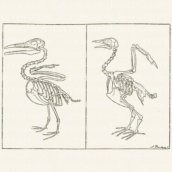 Bird Skeleton Anatomy Illustrations - Vintage from 1923 - DIGITAL DOWNLOAD for Scrapbooking and Crafts