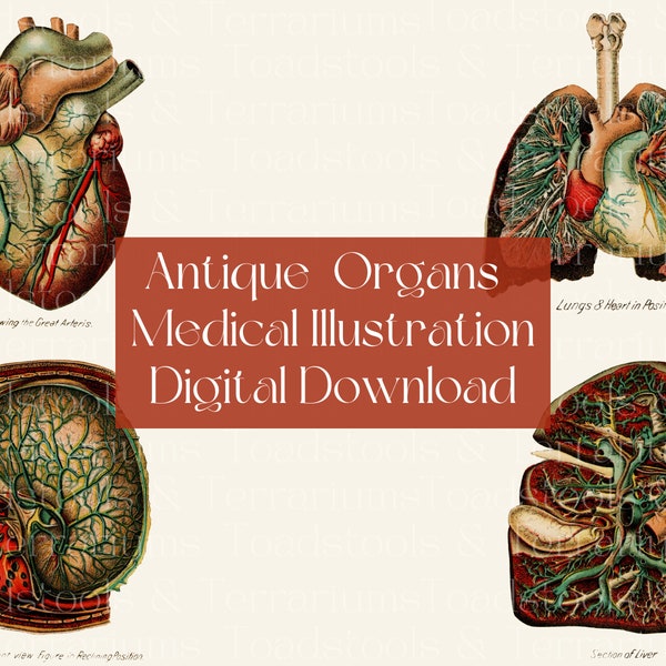 Organs Anatomy Vintage Illustration - from 1905 - DIGITAL DOWNLOAD for Scrapbooking and Crafts