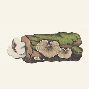 May include: Illustration of mushrooms growing on a log. The mushrooms have a light brown color and a heart-like shape. The log is brown with green moss growing on top. The background is a light beige color.