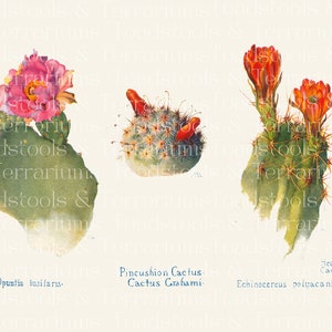 Illustrations vintage de cactus - à partir de 1915 - TÉLÉCHARGEMENT NUMÉRIQUE pour le scrapbooking et l'artisanat