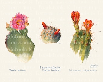 Vintage Cacti Illustrations - from 1915 - DIGITAL DOWNLOAD for Scrapbooking and Crafts