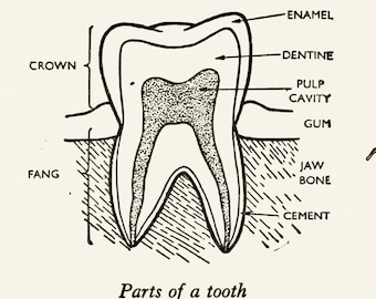 Vintage Tooth Diagram Art – Antique Dental Illustration (Digital Download)